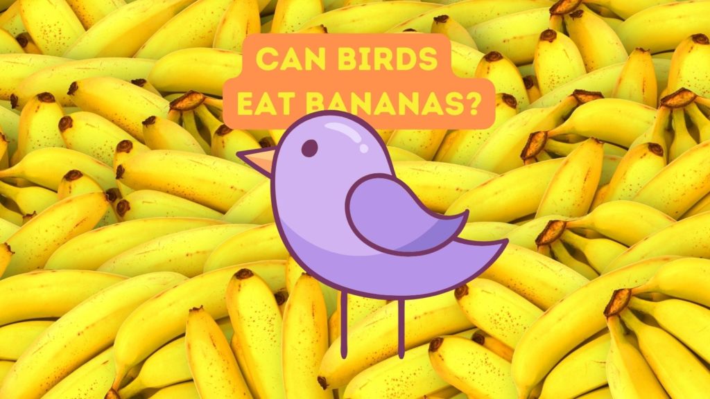 photo of bananas with graphic of purple bird in center with words Can Birds Eat Bananas at top of image