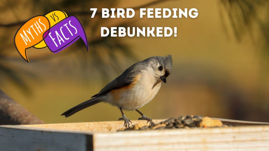 photo of titmouse eating at a bird feeder