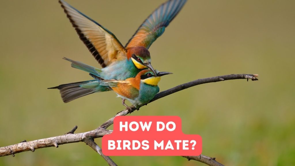 pair of Bee Eater birds mating