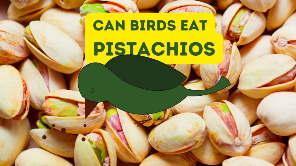 photo of whole pistachios with graphic of green bird in middle of image with words can birds eat pistachios at top of image