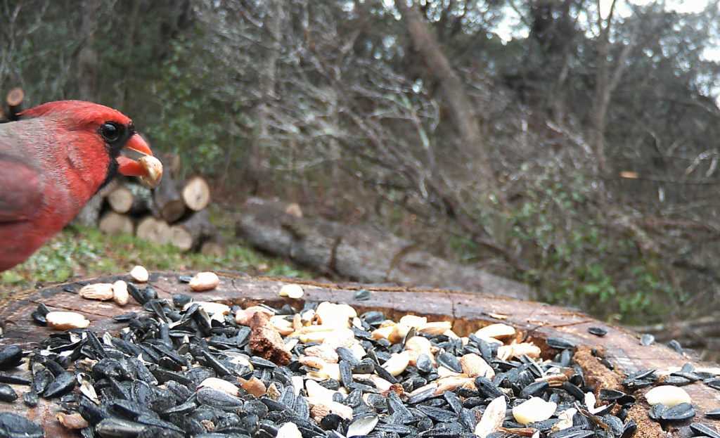 cardinal eating shelled peanut