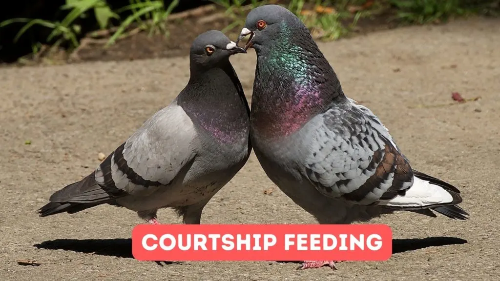 pair of pigeons involved in courtship feeding