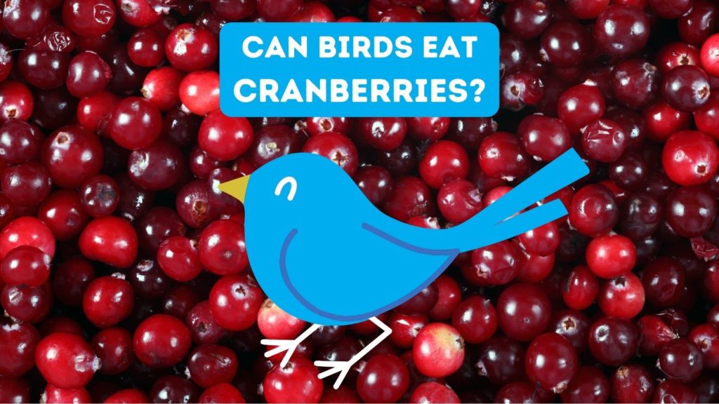 photo of fresh cranberries with cartoon bluebird in center of image and words can birds eat cranberries at top of image