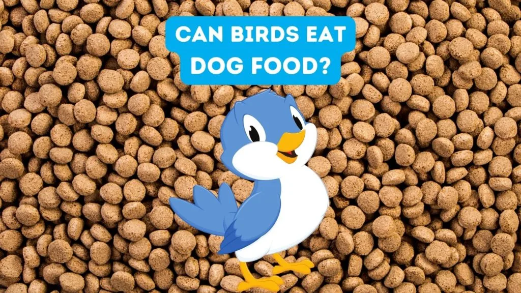 Can Birds Eat Dog Food