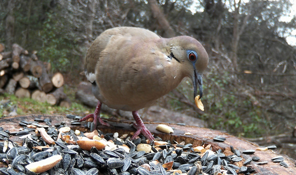 dove eating shelled peanut