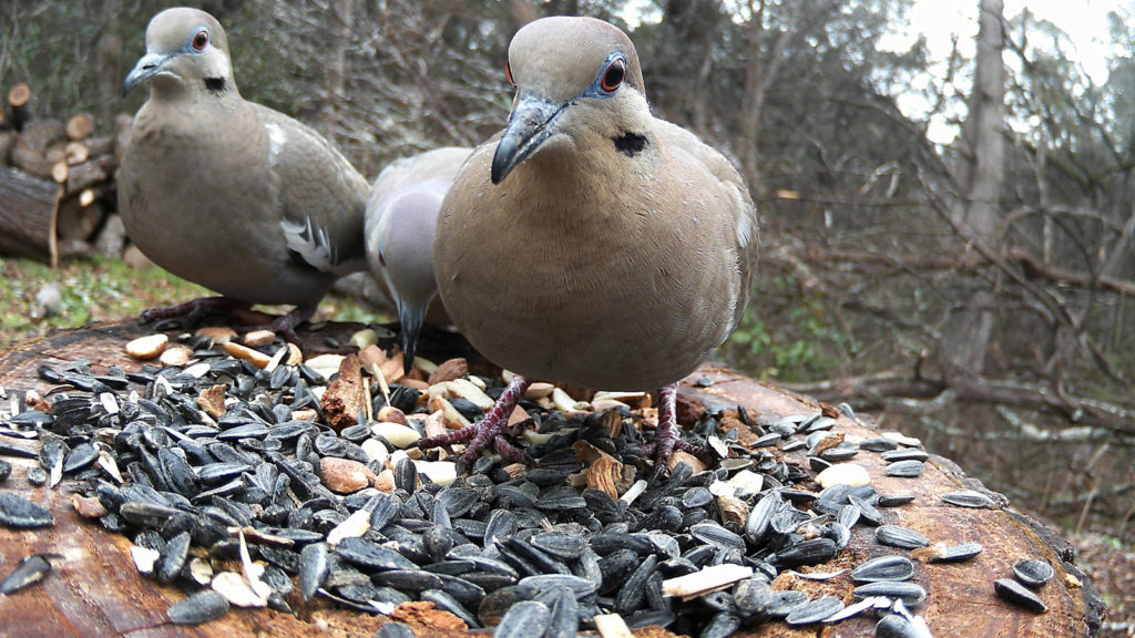 doves eating sunflower seeds atop of cut log