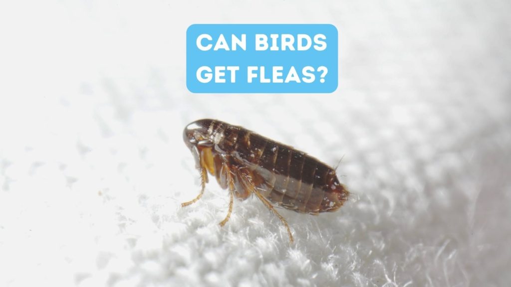 Can Birds Get Fleas