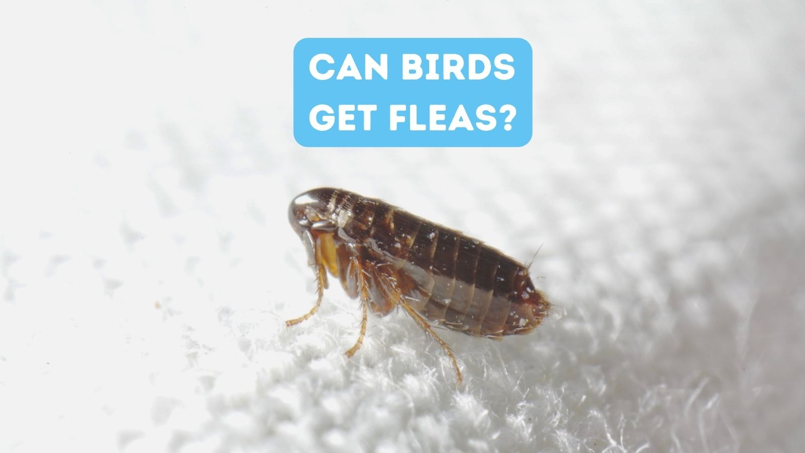 Can Birds Get Fleas?