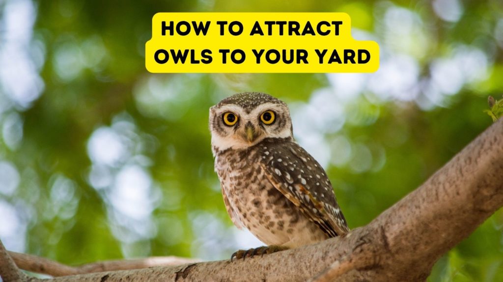 own on limb looking at camera with words how to attract owls to your yard in top center of image