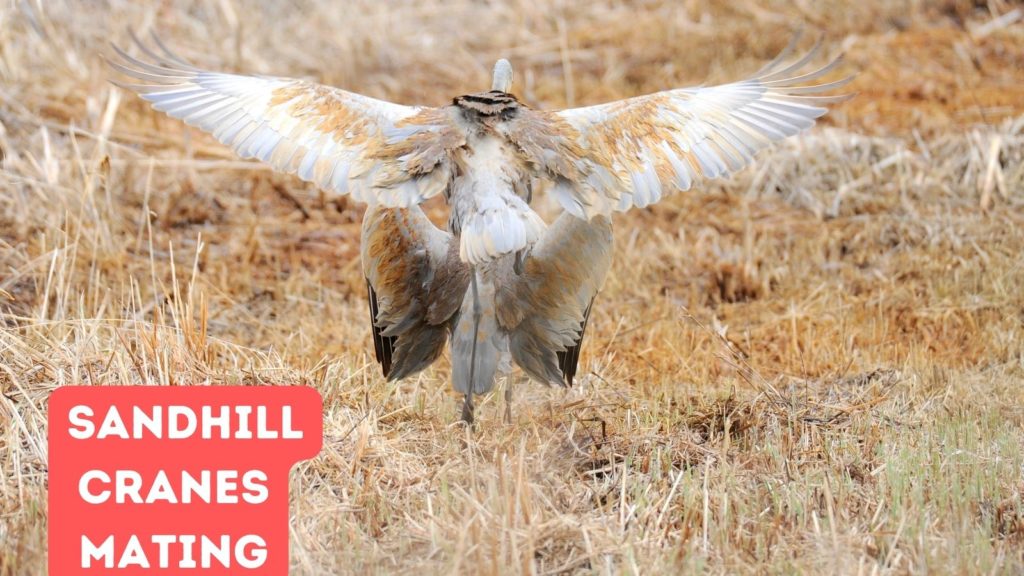 pair of Sandhill Cranes mating