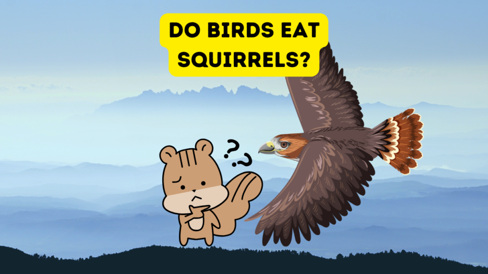 Do Birds Eat Squirrels?