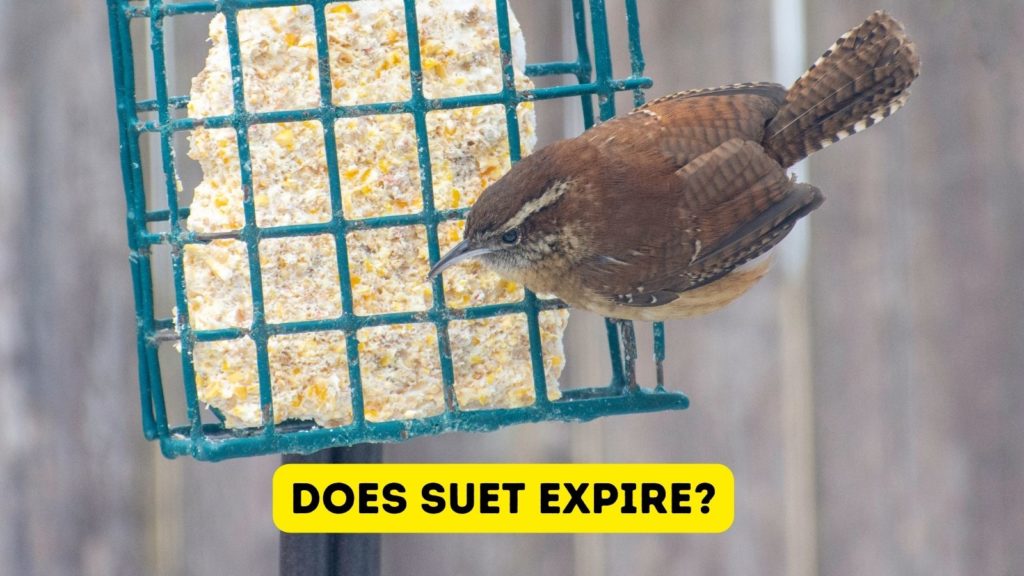 wren eating from block of suet