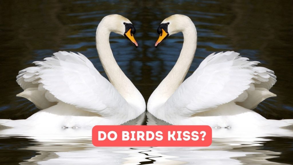 photo of pair of swans with words "do birds kiss" in lower part of image