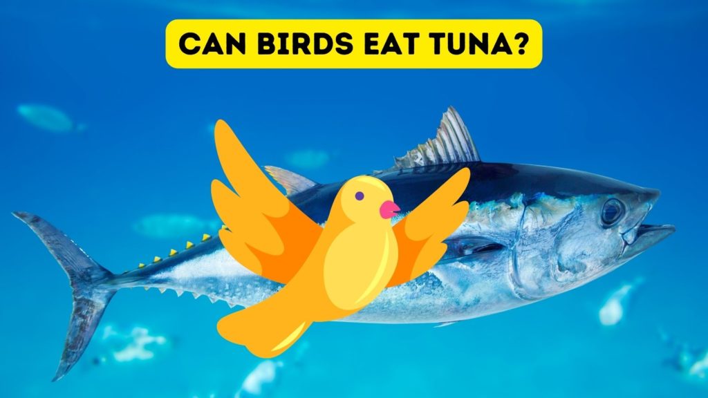 graphic of yellow bird against photo of a swimming bluefin tuna