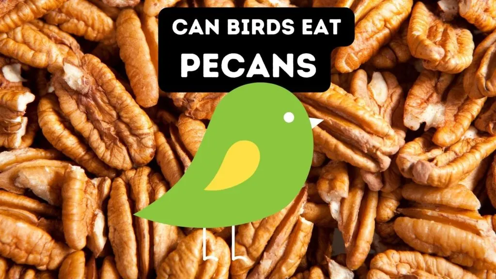 Can Birds Eat Pecans?