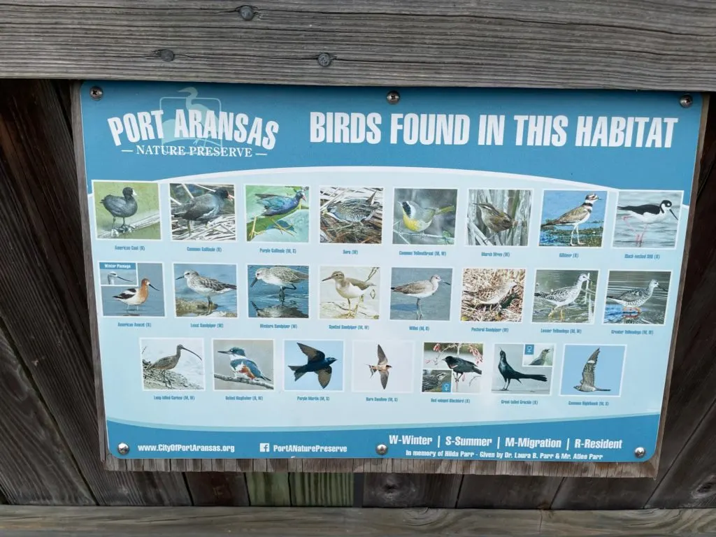 birds of Port Aransas, Texas