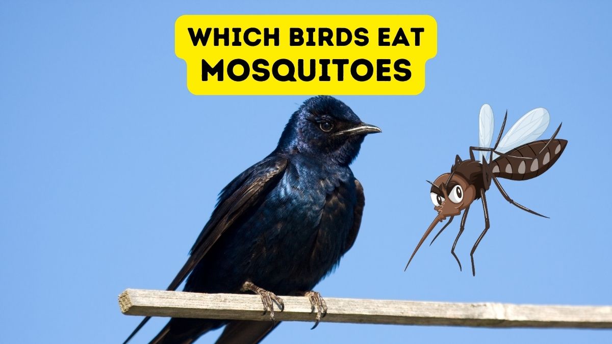 Which Birds Eat Mosquitoes?